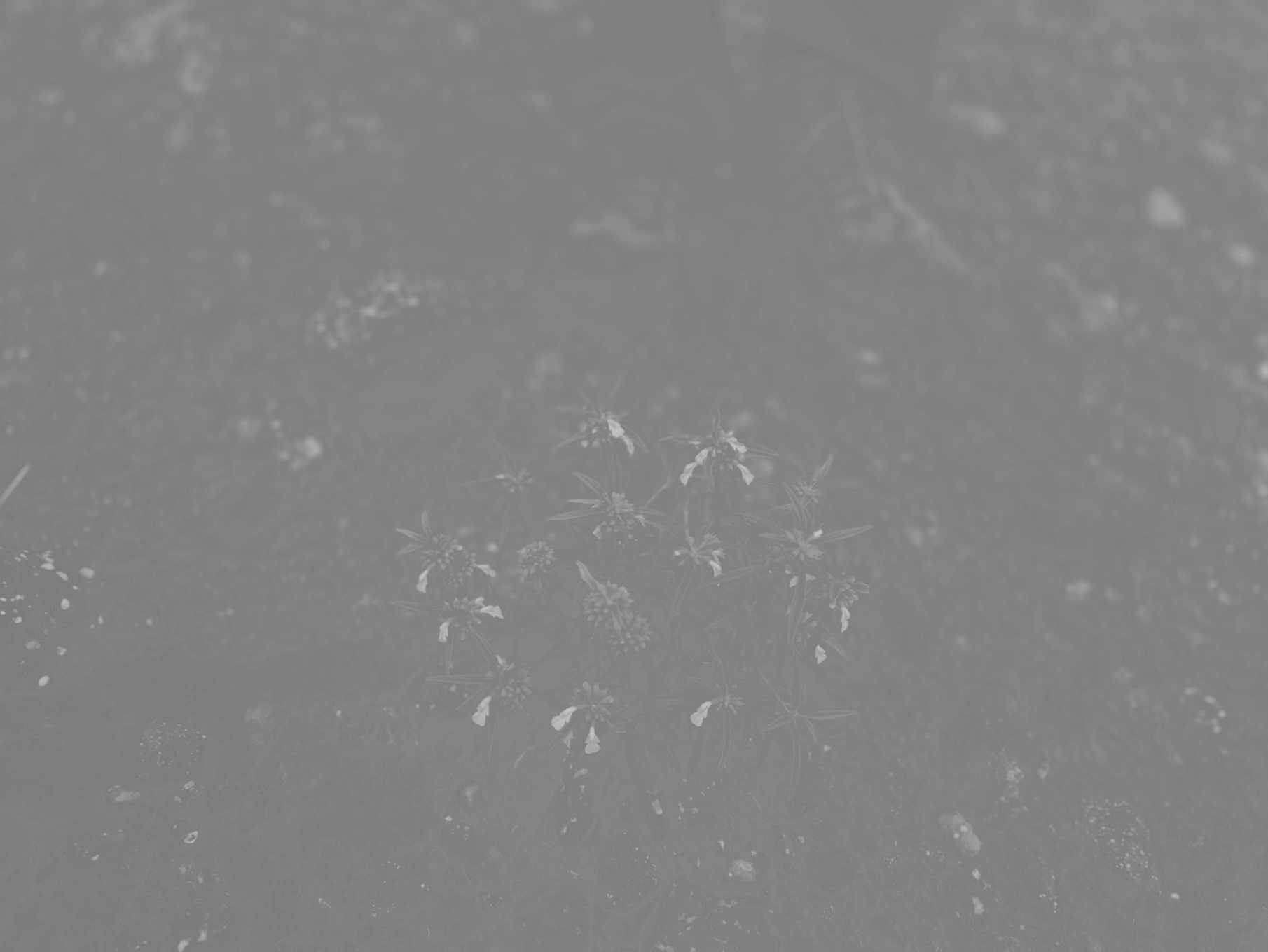 iPhone 15 Pro Depth Maps